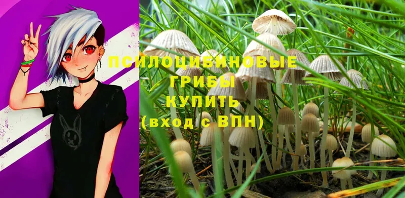 Псилоцибиновые грибы MAGIC MUSHROOMS  mega tor  Красноярск 